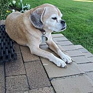 Yahoo H2H-Pts 5187 - Boomer The Puggle | Fantasy Baseball | Yahoo! Sports