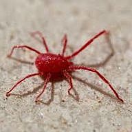 Yahoo H2H-Pts 1535250 - THE MEAN RED SPIDERS | Fantasy Football | Yahoo ...