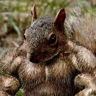 yahoo-h2h-cat-166636-fighting-squirrels-fantasy-baseball-yahoo