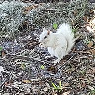 Peanuts & Crackerjacks - White Squirrels | Fantasy Baseball | Yahoo! Sports