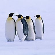 Yahoo Prize H2H-Pts 46955 - Ice Penguins | Fantasy Baseball | Yahoo! Sports