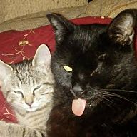 Yahoo Roto 42931 - Kidnapped Kitty | Fantasy Baseball | Yahoo! Sports