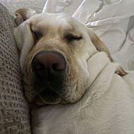 Yahoo Prize Roto 53288 - Rotisserie Chicken (5) | Fantasy Baseball ...